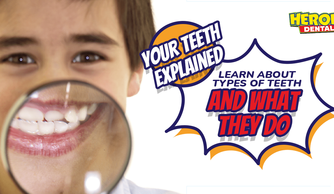 Your Teeth, Explained! Learn About Types of Teeth and What They Do!